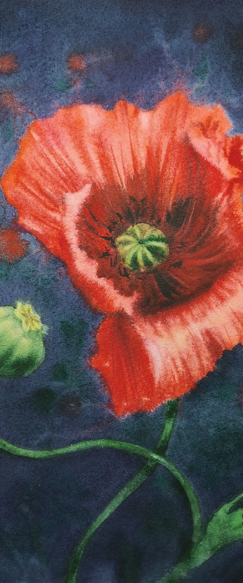 Poppy Red Tango  - Red Poppy - by Olga Beliaeva Watercolour
