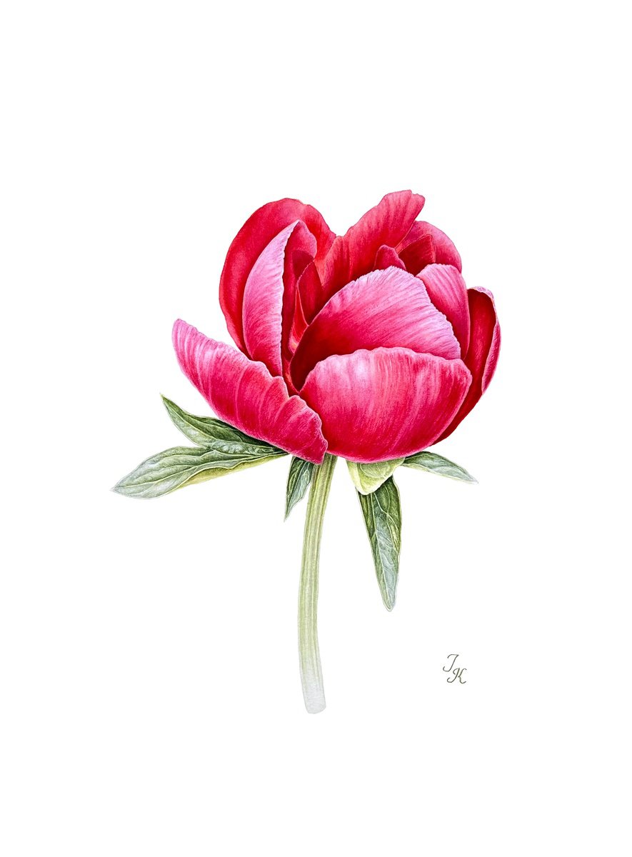 Illustrative Botanical Watercolour By Tetiana Kovalova, 11 X 15", Crimson Peony, Original Artwork