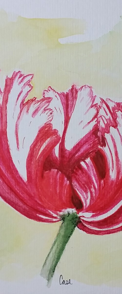 "Spring" - Tulips - Flowers by Katrina Case
