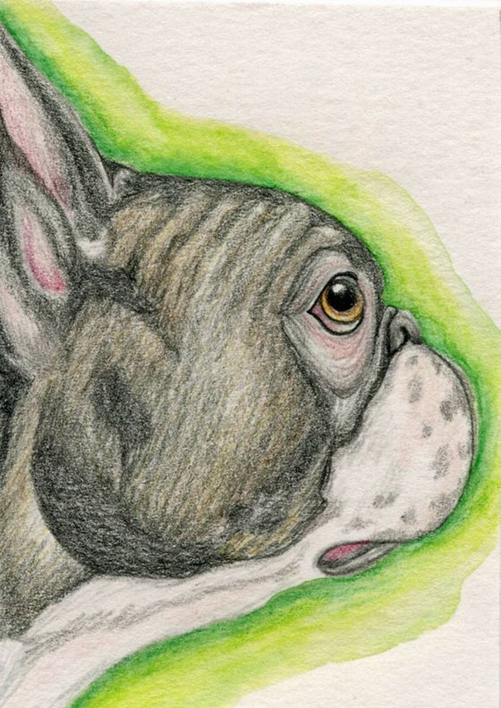 ACEO ATC Original Colored Pencil Art-Boston Terrier Dog-Carla Smale