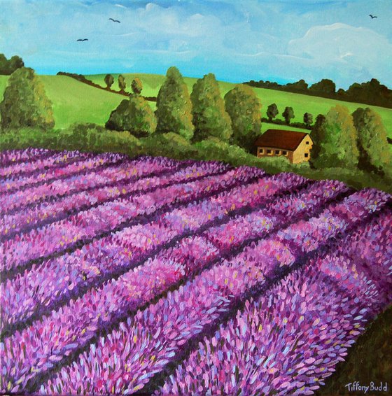 The Lavender Field