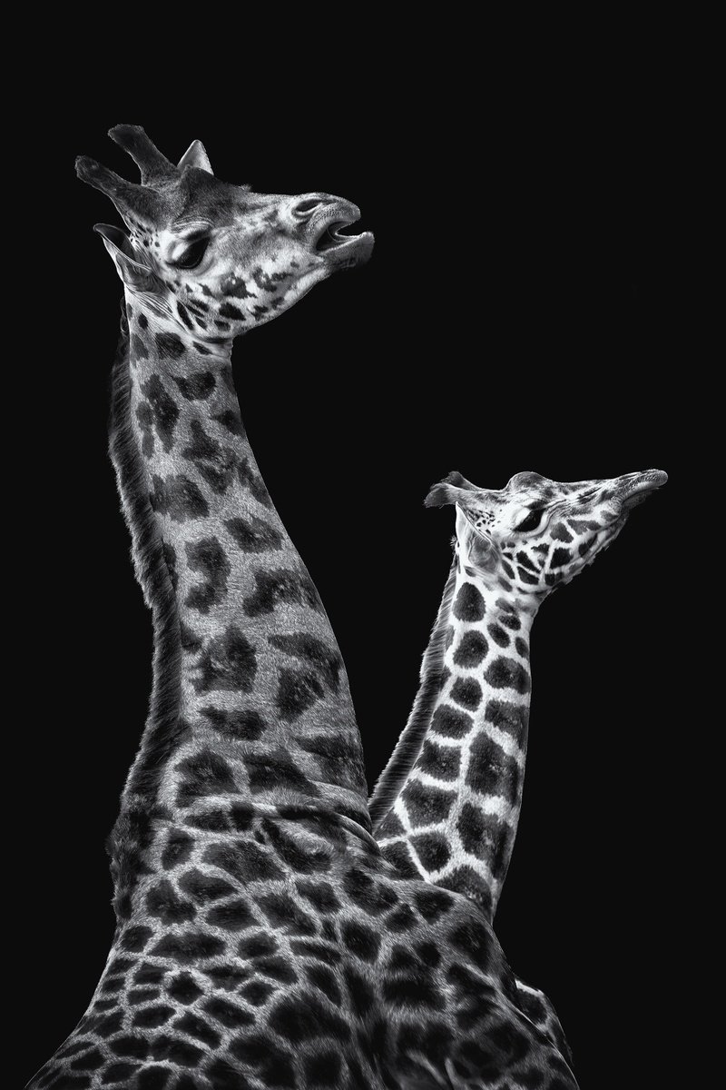 Animal Photograph By Paul Nash, 16 X 24", Two Giraffes, Original Artwork