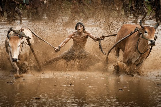 Pacu Jawi 2