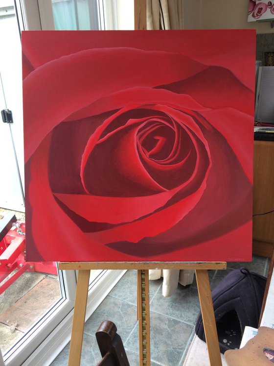 Red Rose II