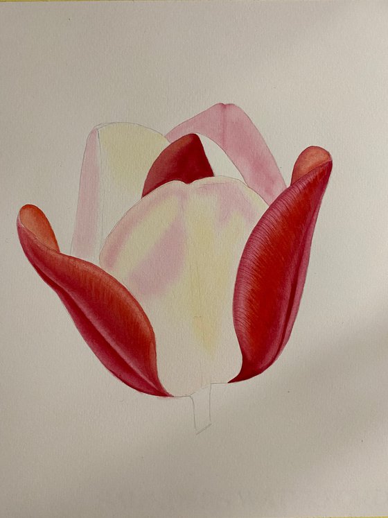 Watercolor red tulip