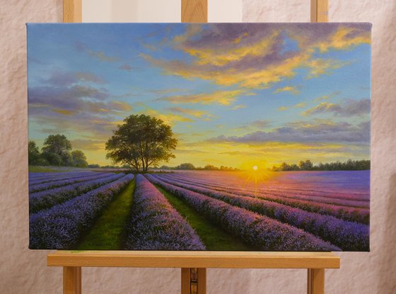 Lavender dreams