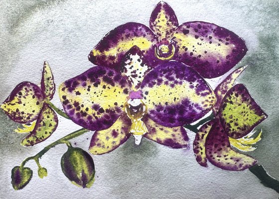 Wild orchid flower Orchid