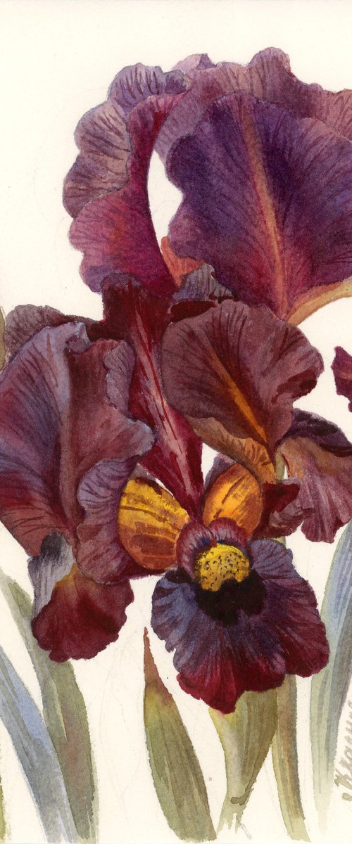 Iris dark burgundy by Yulia Krasnov