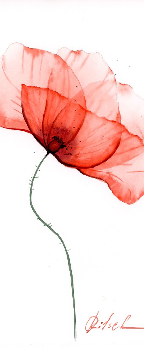 A red Poppy by Olga Kölsch