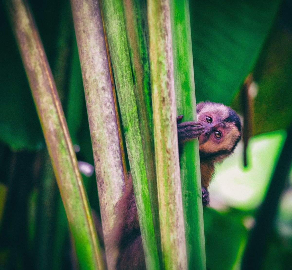 Photorealistic Animal Photograph By Marc Ehrenbold, 40 X 30", Rainforest Monkey #2, Original Artwork