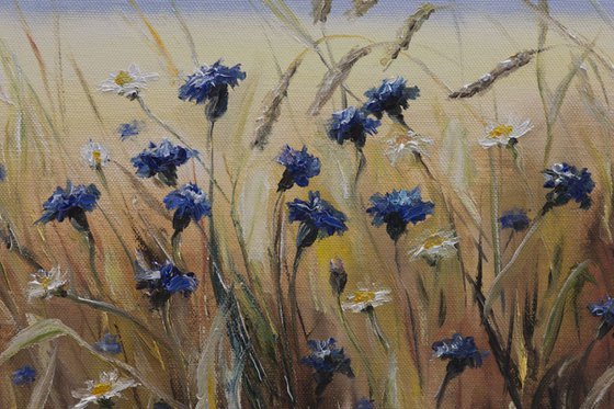 A field of cornflowers