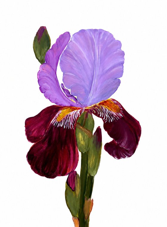 Iris flower spring, garden, botanical