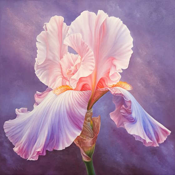 "Portrait of Iris. Vivien", realistic pink flower painting, floral art