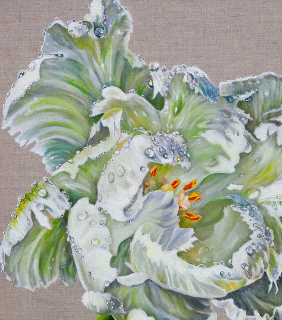 White Tulip