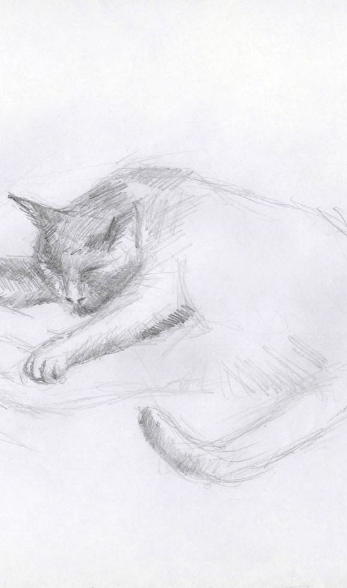 Cat Study 2 by MK Anisko