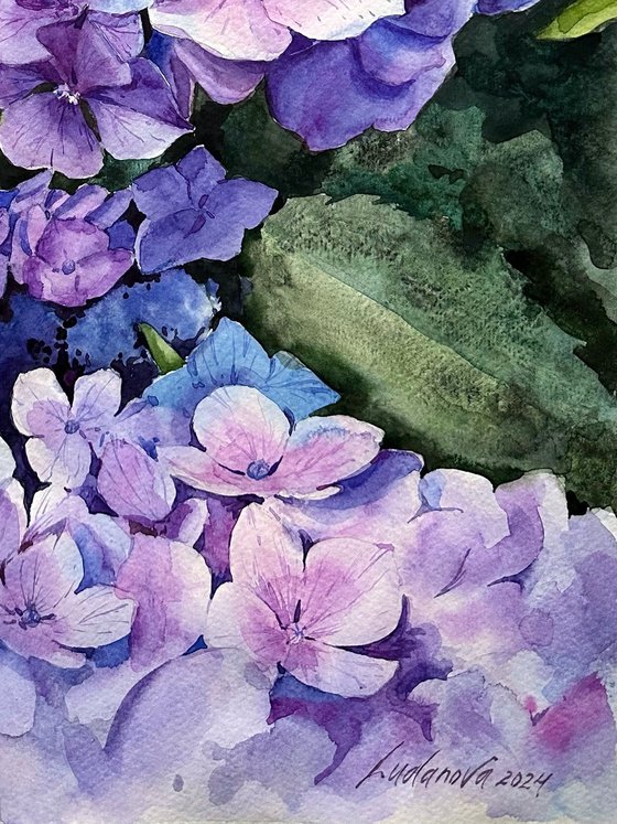 Violet hydrangea