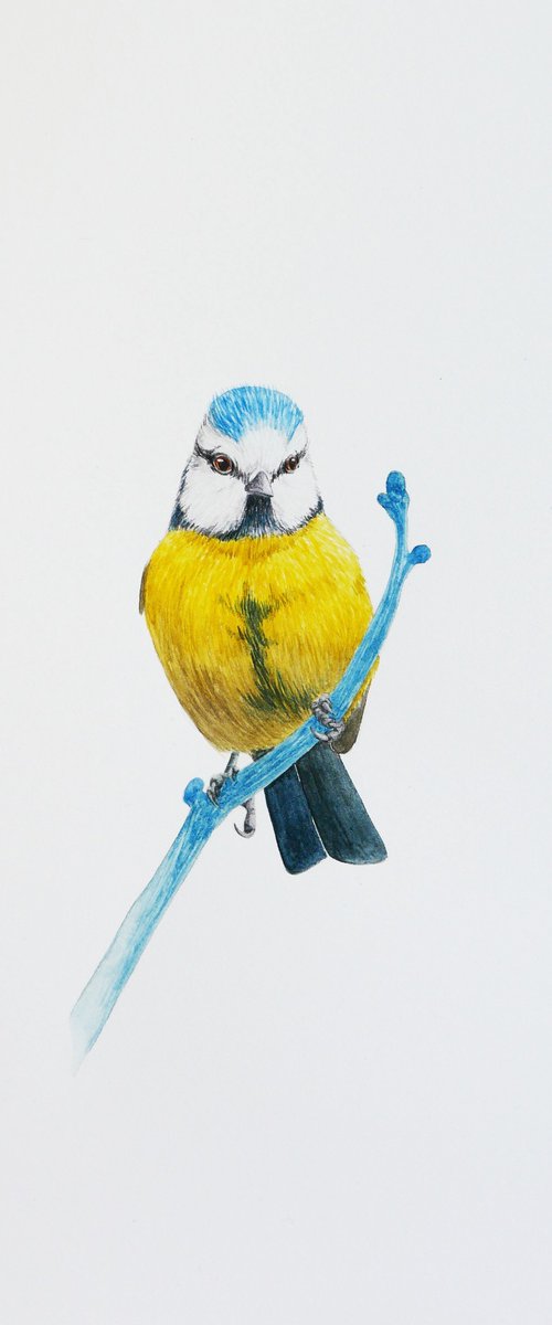 Blue tit by Karina Danylchuk