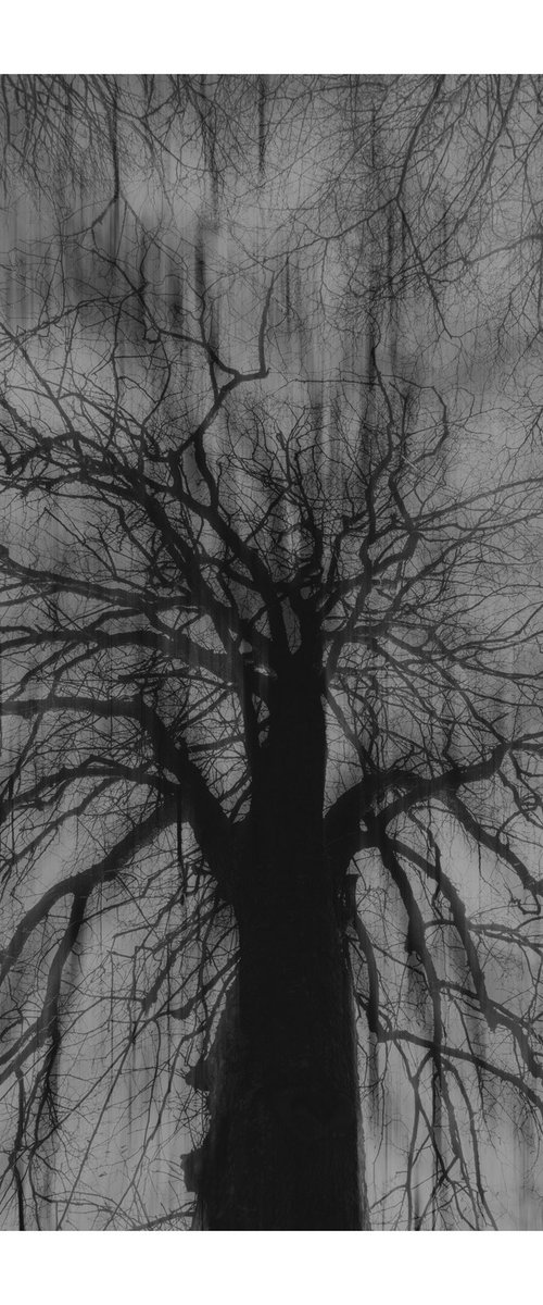 The Wind Blows I by David Baker