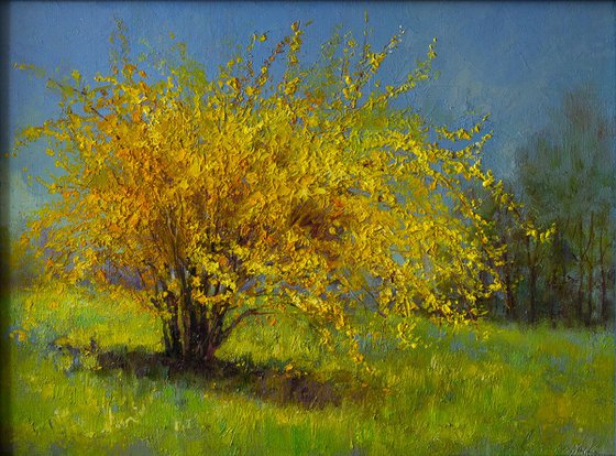 Forsythia blooms
