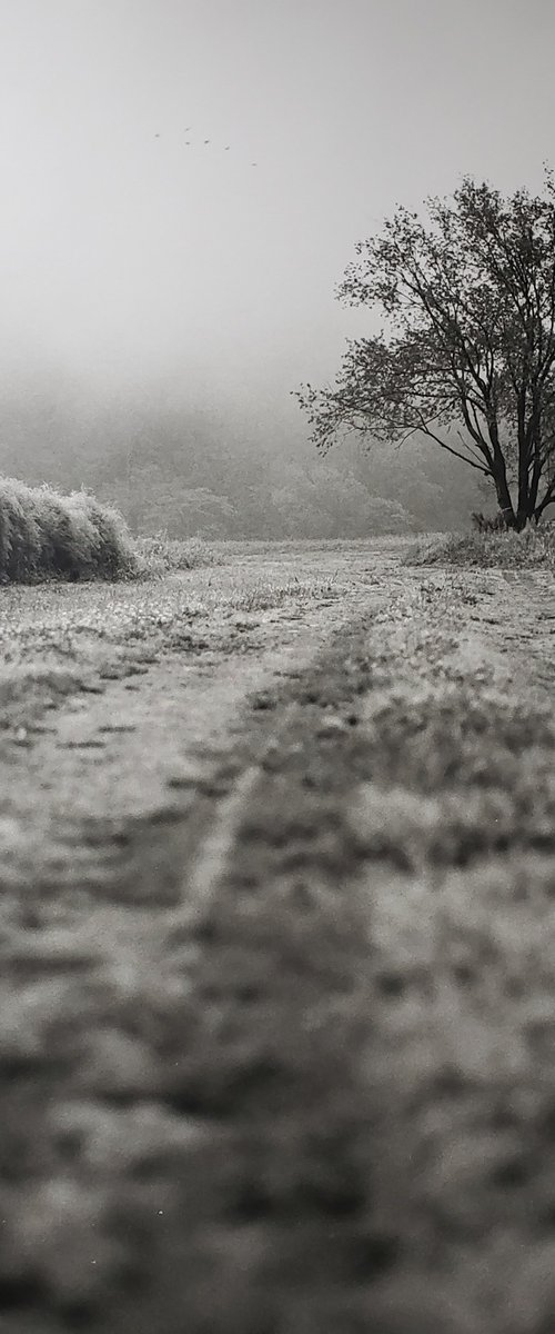 Farm Road; Lucky Dog by Shelton Walsmith