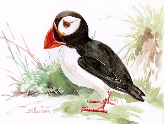 Puffin