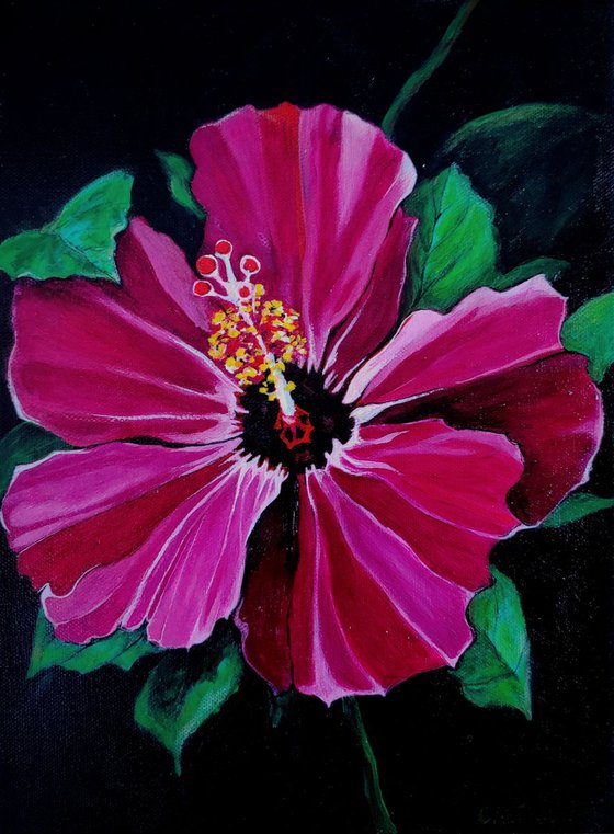 Pink Hibiscus