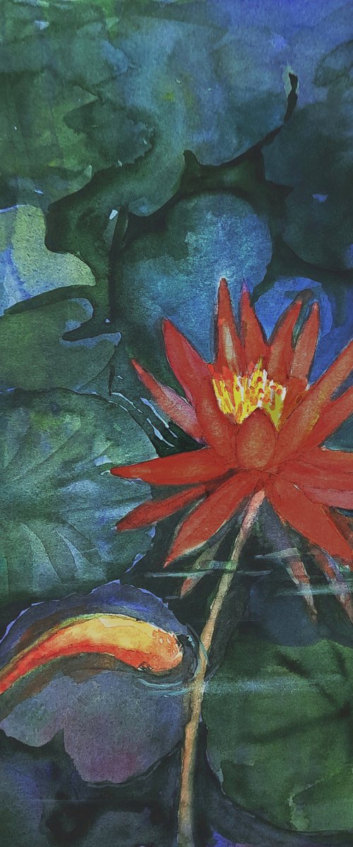 Water lily and Koi pond by Asha Shenoy