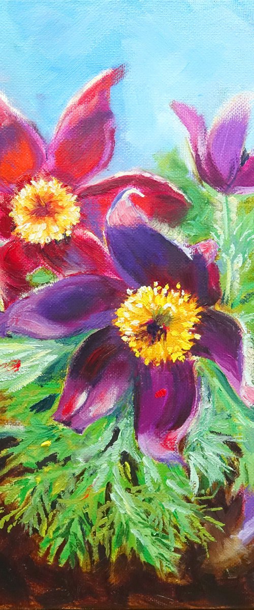 Pasque Flowers by Marion Derrett