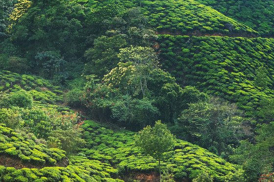 Tea plantation - Landscape photography