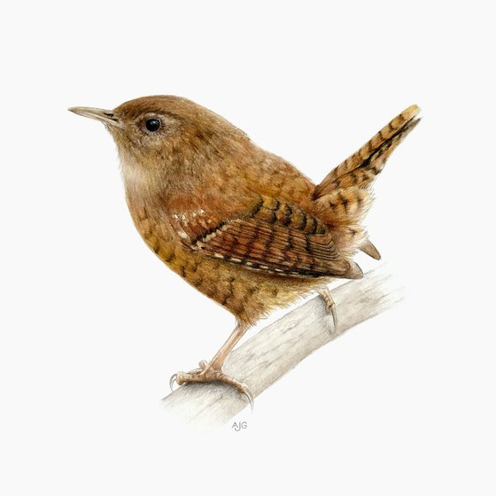 Wren