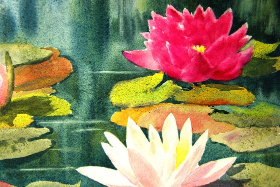 Water lilies