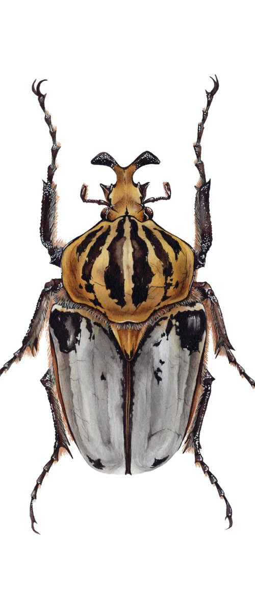 Goliathus cacicus by Katya Shiova