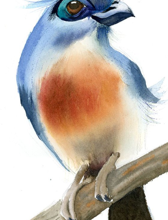 Crested coua bird