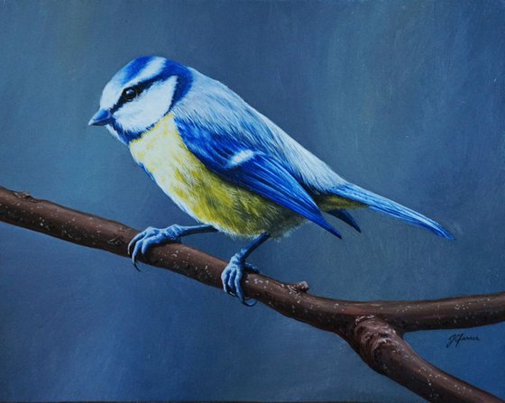 Blue tit