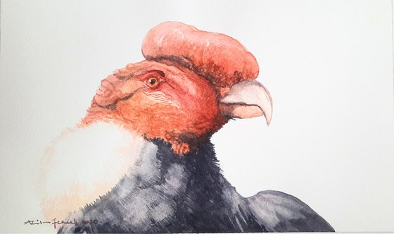 Curious Condor - Original Condor Painting - UK Artist