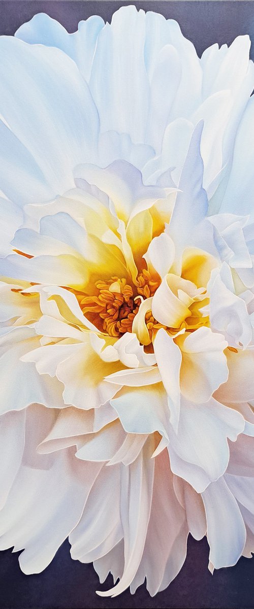 Moonlight of peony by Anna Steshenko