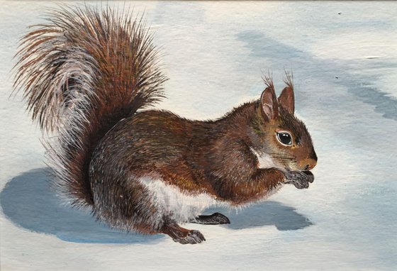 Winter woodland - Squirrel in the snow