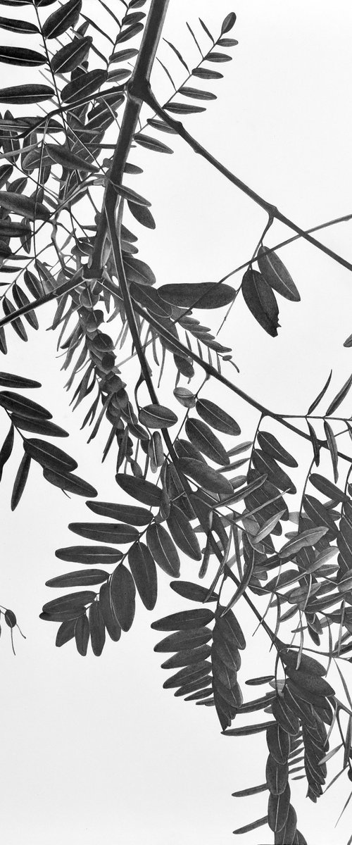 Honey Locust Tree by Vera Higgins