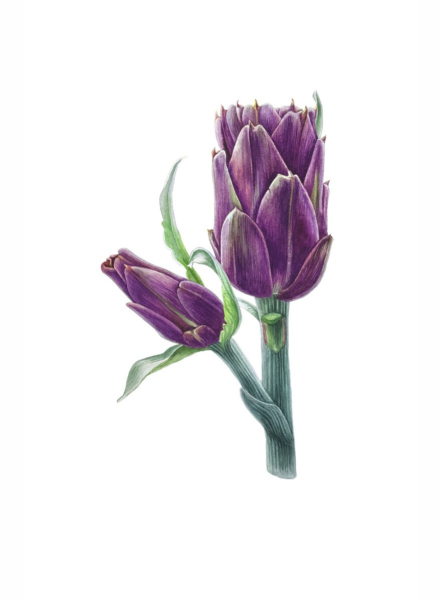 Photorealistic Watercolour , Artichoke Painting By Yuliia Prokopchuk, 13 X 18, Artwork For Sale On Artfinder
