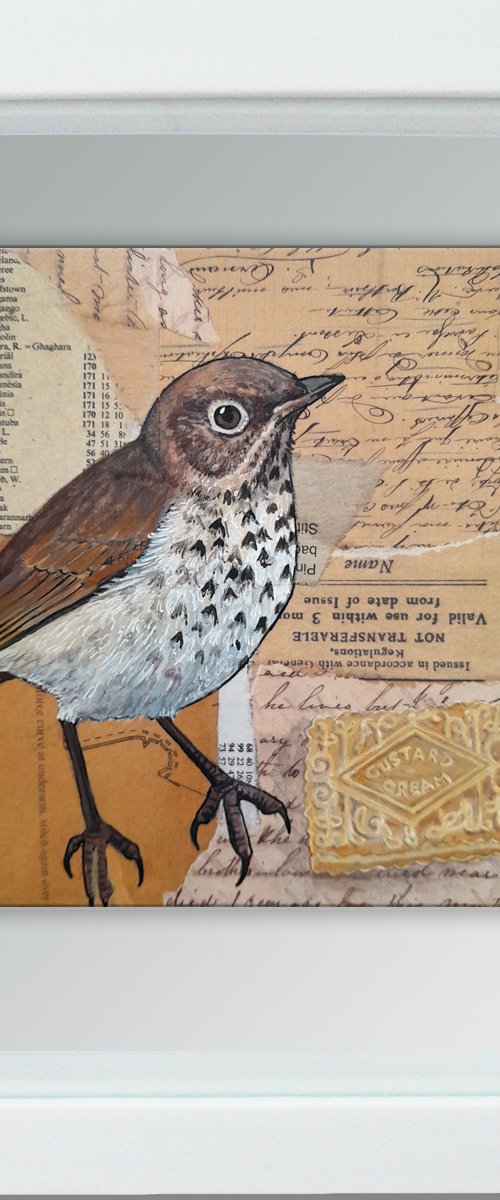 The Song Thrush and the Custard Cream by Carolynne Coulson