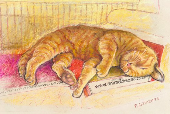 Ginger cat dreaming