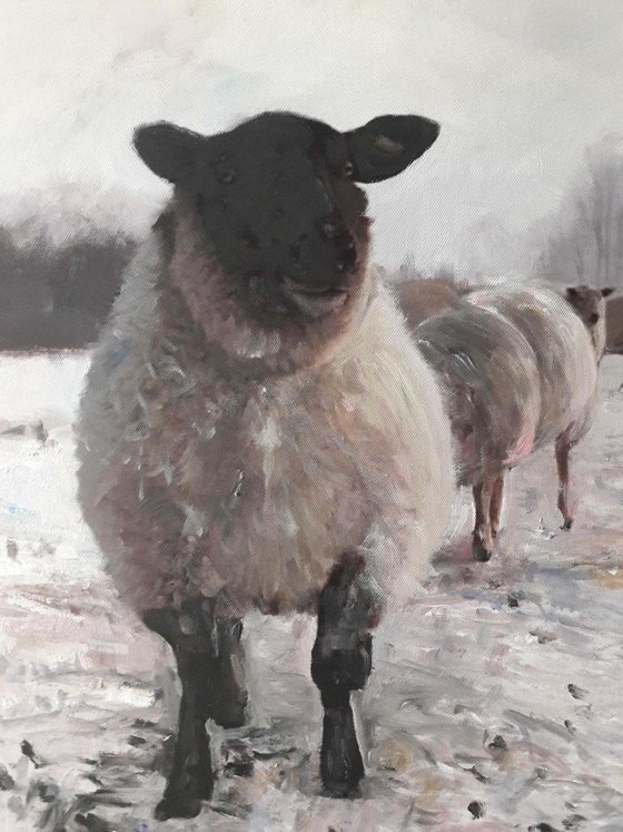 Winter Sheep