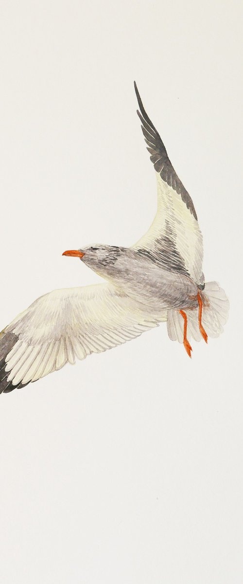 One gull sketch (1/5) by Karina Danylchuk