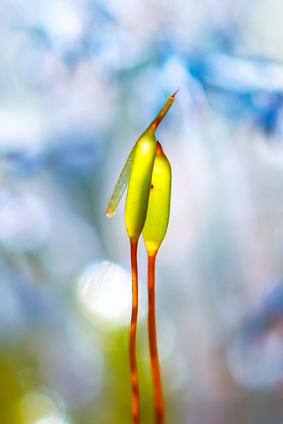 The Kiss - nature inspired art