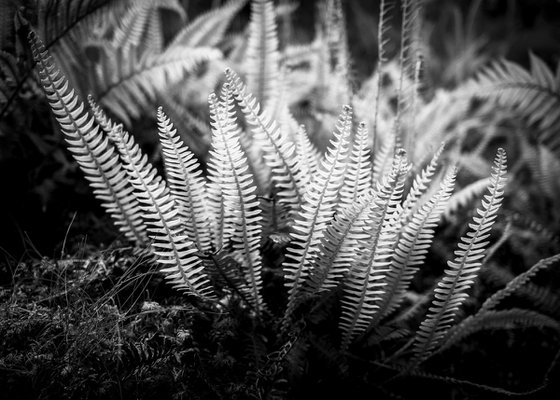 Fern Study - Isle of Skye