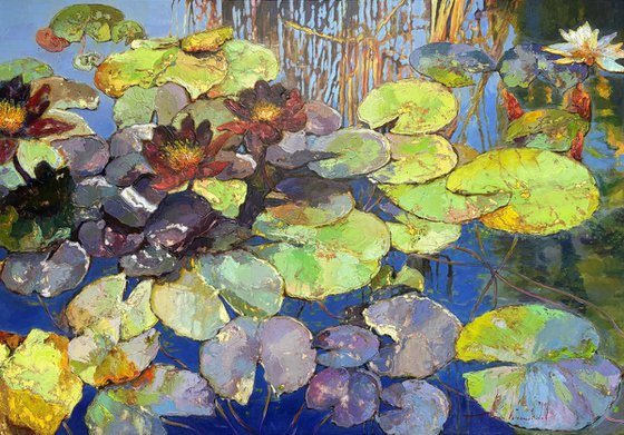 Water Lilies
