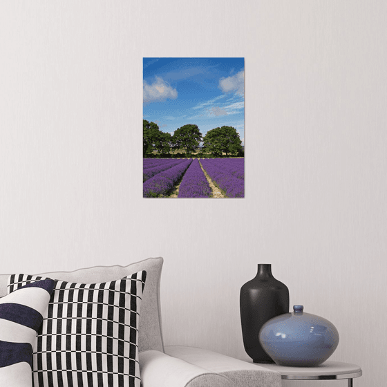 Hampshire Lavender Fields 2