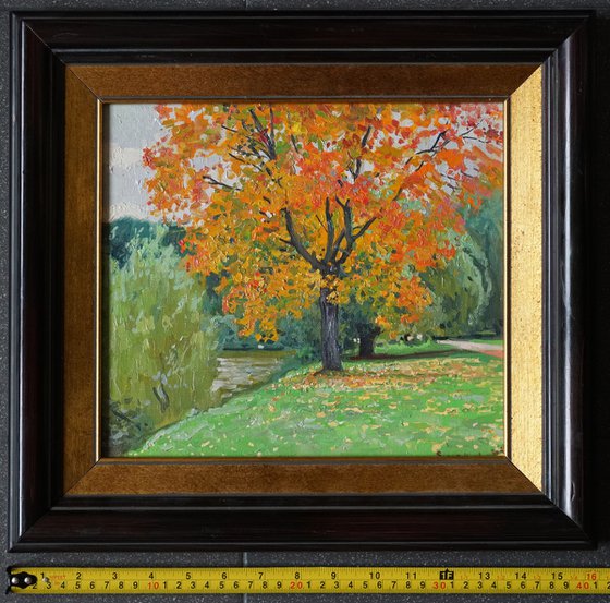 Autumn maple by the pond