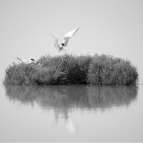 the nest