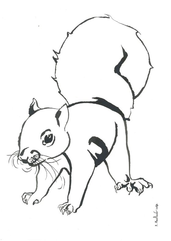 Squirrel I Animal Drawing